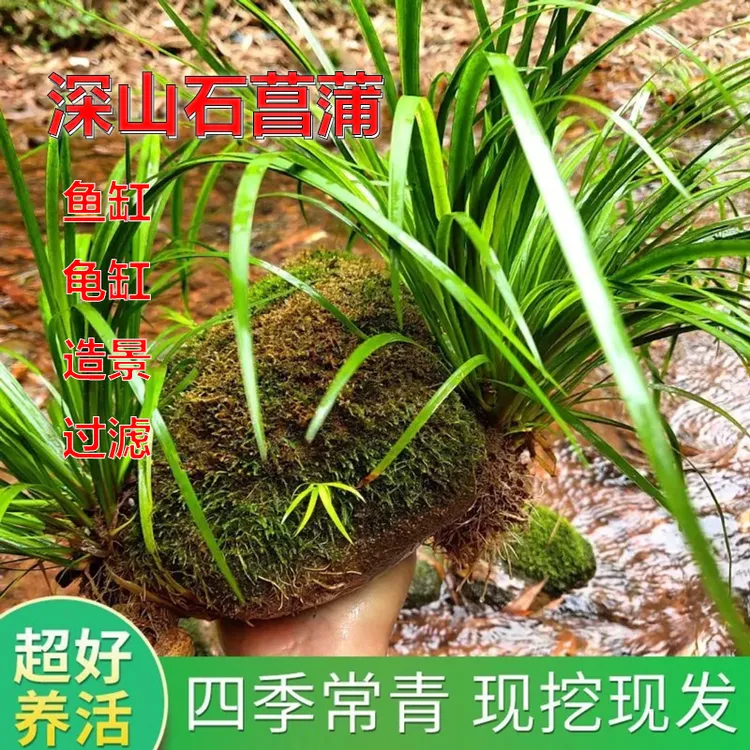精选深山石菖蒲水培植物溪流缸盆景造景菖蒲附石龙根四季常青好养