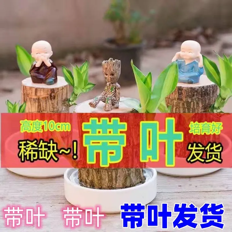 【巴西木带叶】水培幸运木室内阳台桌摆懒人绿植盆栽水养四季常青
