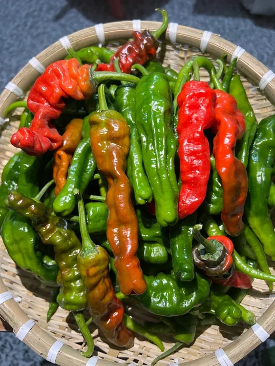 双十一购物狂欢节 双拼辣椒只需9.9/3斤超值福利价