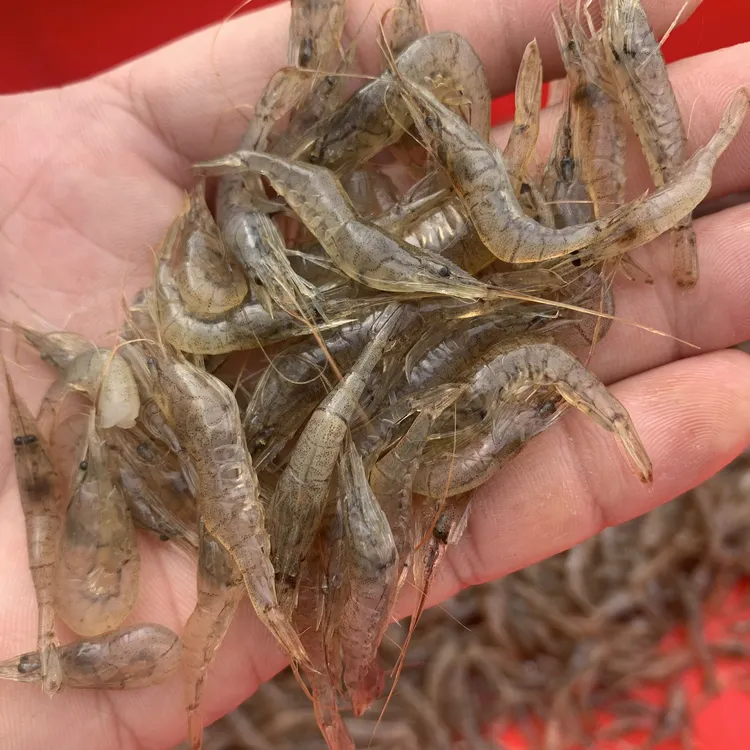 东北河虾野生草虾2斤