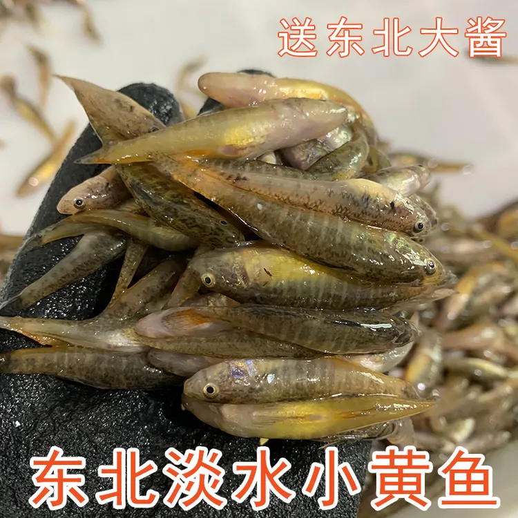 东北野生小黄鱼淡水小河鱼山根鱼