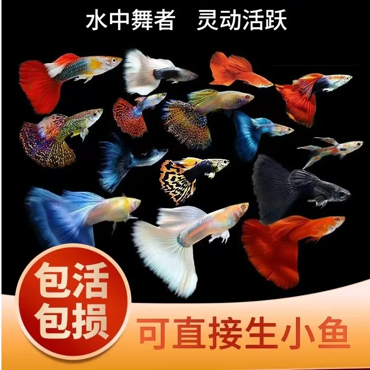 直播间混搭孔雀鱼