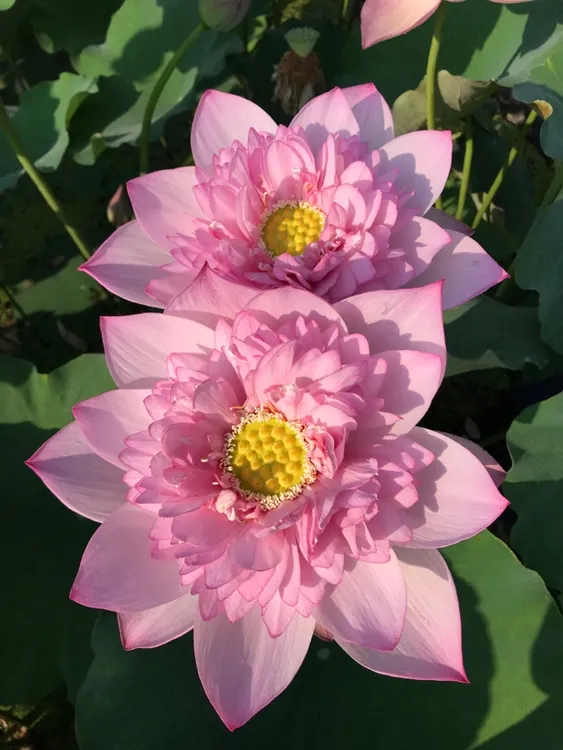 胭脂粉【匠心莲苑】精品观赏荷花 中大型 开花早丰花株型好结藕多