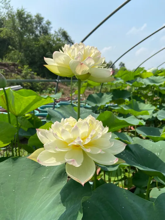 云雾仙子【匠心莲苑】中型荷花品种 35内径盆种植 特别丰花