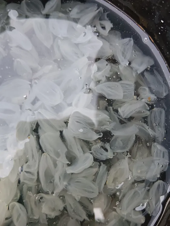  云南梁河滇皂荚单荚皂角米特价米250g包邮