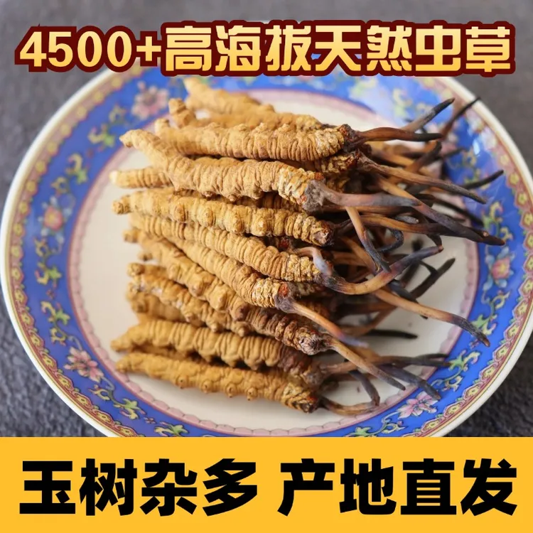 【小草】西藏青海玉树冬虫夏草正宗高海拔天然杂多虫草24年头茬自用