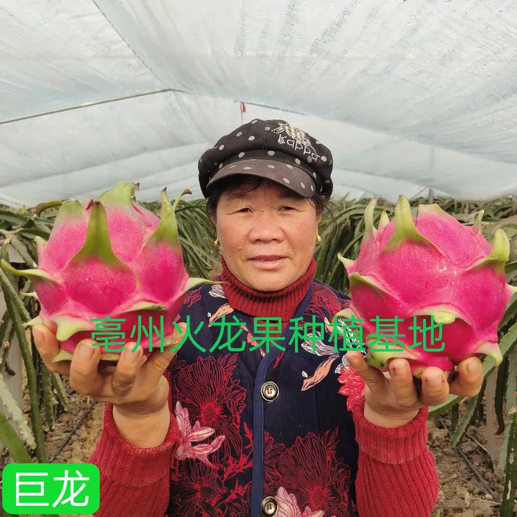 新品种巨龙红心火龙果苗阳台花园盆景盆栽火龙果苗火龙果种植基地