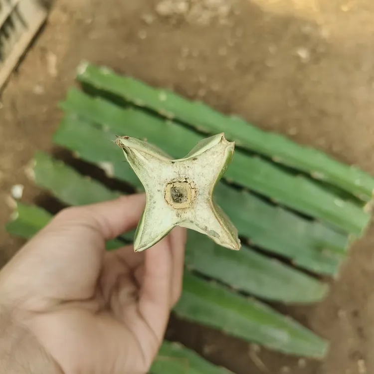 嫁接蟹爪兰四角柱火龙果苗 嫁接九尾狐 嫁接仙人球 嫁接用肥砧木