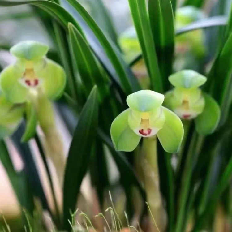 兰花苗春兰翠盖荷浓香型盆栽植物四季好养名贵花卉绿植裸根发货