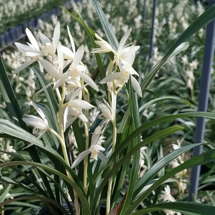 兰花苗建兰青山玉泉浓香型盆栽植物四季好养名贵花卉绿植裸根