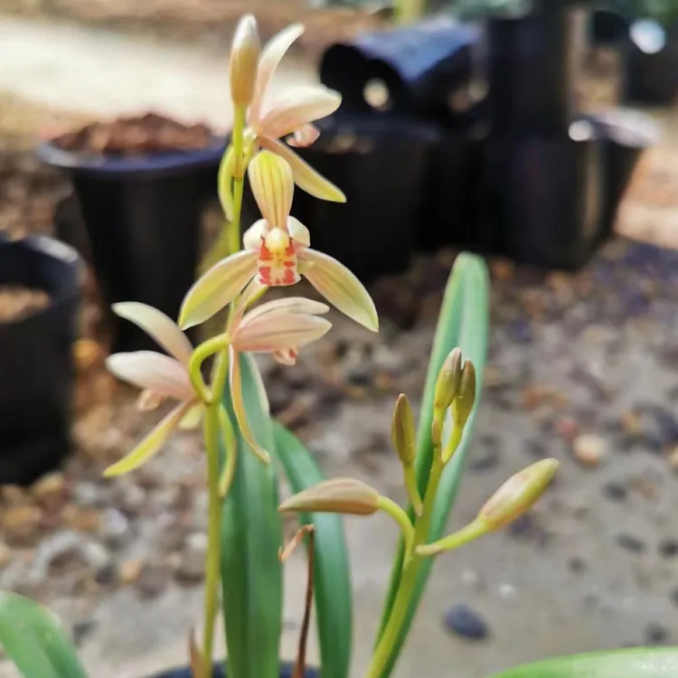 兰花苗建兰婵月达摩浓香型盆栽植物四季好养名贵花卉绿植裸根发货