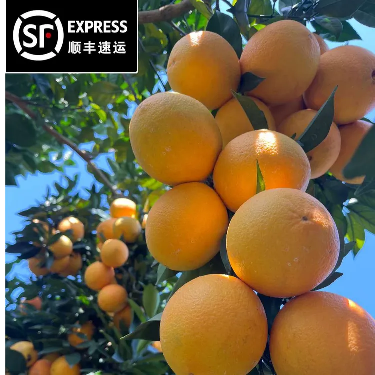 小能手精选赣南脐橙信丰脐橙带箱5斤10斤20斤新鲜现采现发