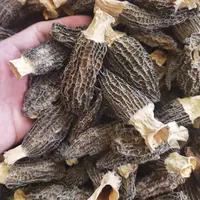 羊肚菌干 林下羊肚菌 今年头茬煲汤酿肉 100克/250克/500克