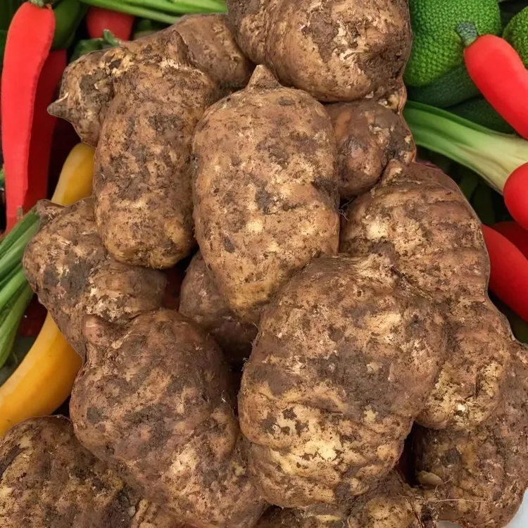 云南昭通彝良小草坝新鲜湿乌天麻活冬吃萝卜夏吃姜不如来碗天麻汤