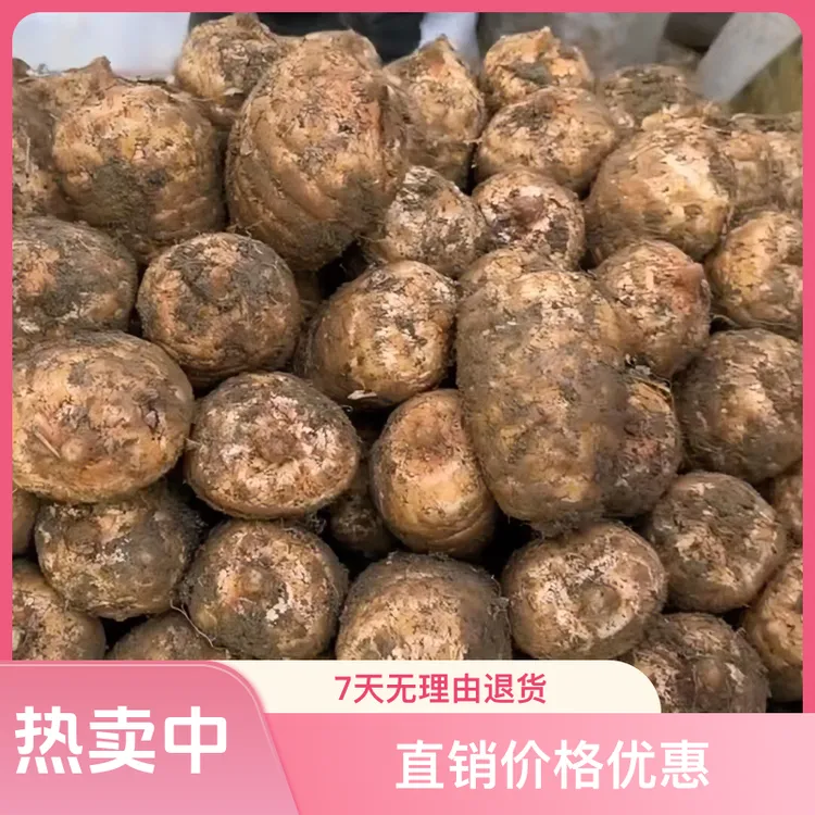 正宗云南昭通彝良小草坝新鲜湿乌好吃煲汤泡酒炖肉贵州湖北老品种