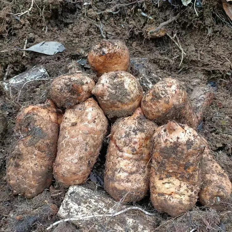 爆品云南昭通彝良小草坝新鲜湿乌好吃活好吃煲汤泡酒炖肉土特产斤