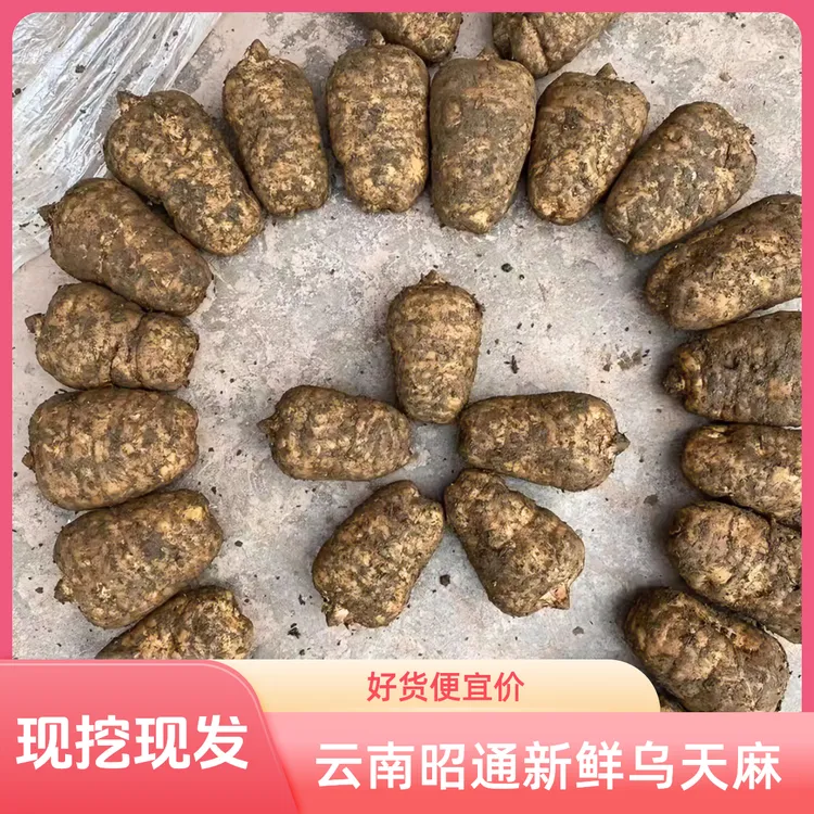 2024【正宗新鲜活湿乌天麻】云南昭通彝良小草坝新煲汤泡酒产地直销