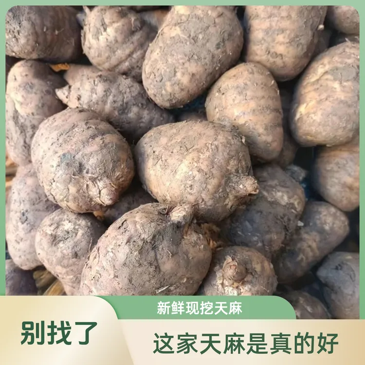 正宗云南昭通彝良小草坝新鲜湿乌天麻煲汤泡酒土特产烹饪营养好吃