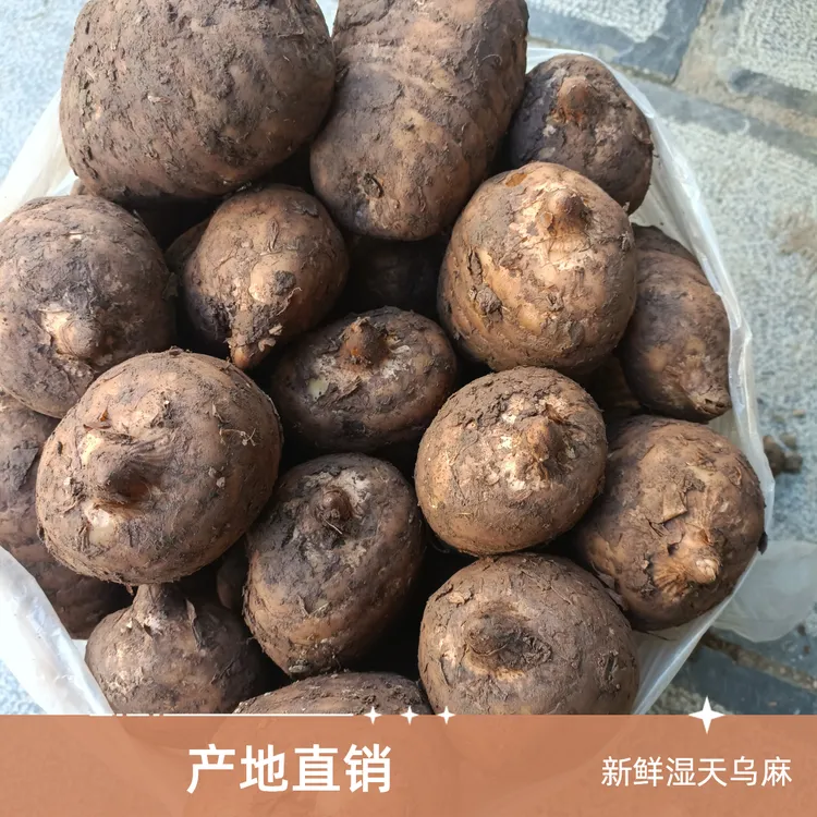 正宗（新鲜湿天乌麻）云南昭通彝良小草坝仿野外种煲汤泡酒产地直销