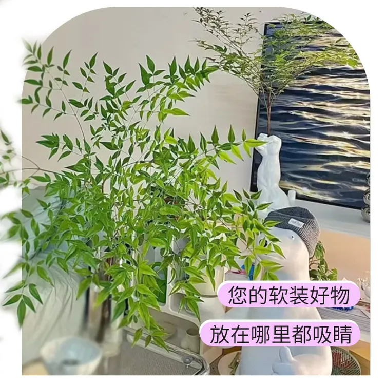 【拍一发二】南天竹绿天竹四季鲜切水培植物好养高颜值室内花卉