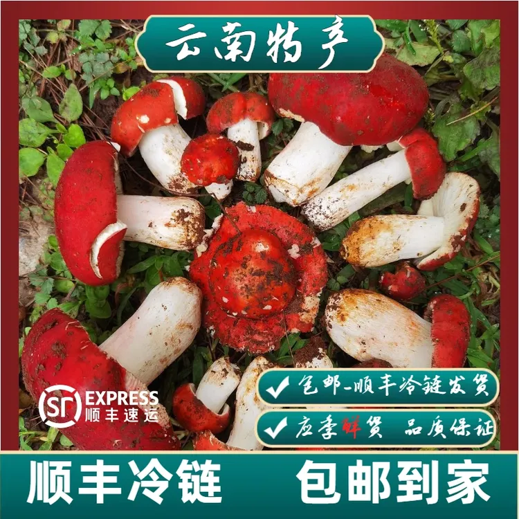 云南山珍特产新鲜食用菌鲜货/大红菇250-1000克/顺丰冷链包邮发货