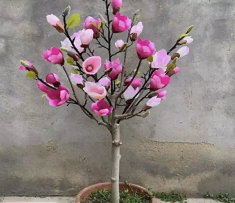 彩玉兰1棵，带花苞发货