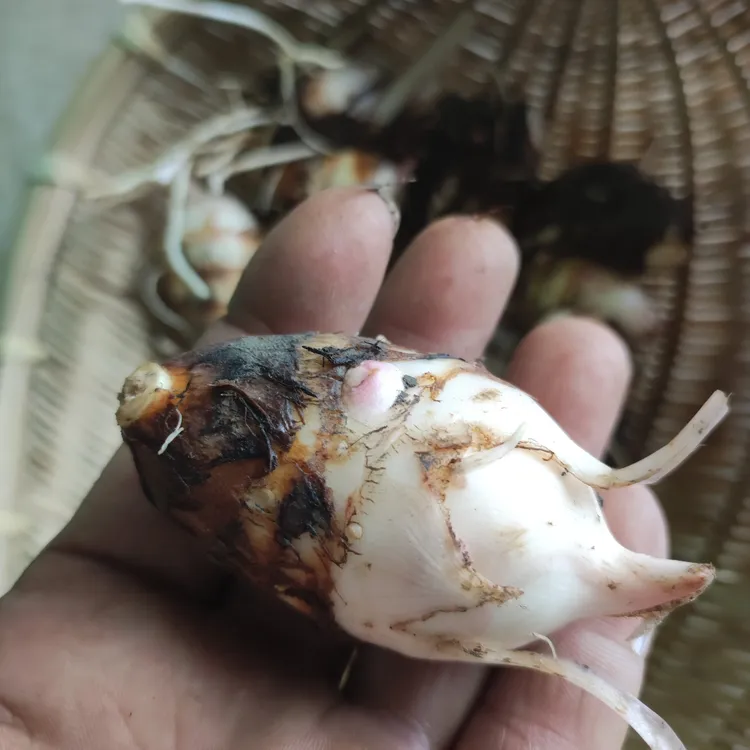 5斤如皋香堂芋，长寿之乡优质地理标志农产品，江浙沪皖包邮