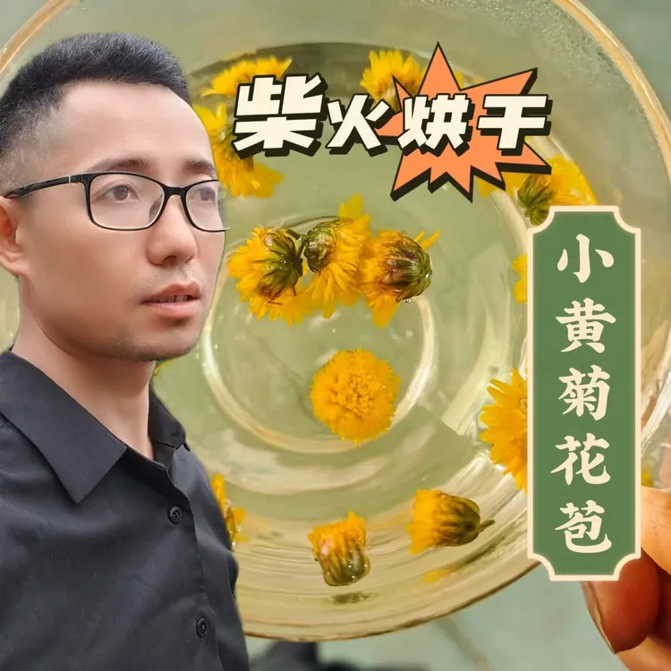 山居江强花苞小黄菊胎菊（伴有少数盛开的花）柴火烘干菊花花苞罐装