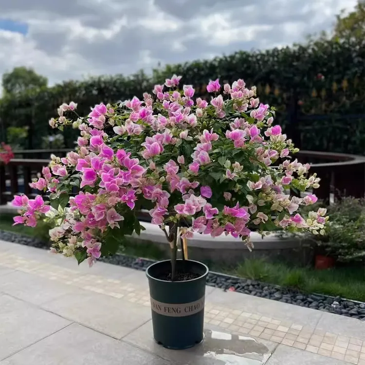 造型盆景三角梅彩色四季开花阳台庭院室内造型爬藤美观红色
