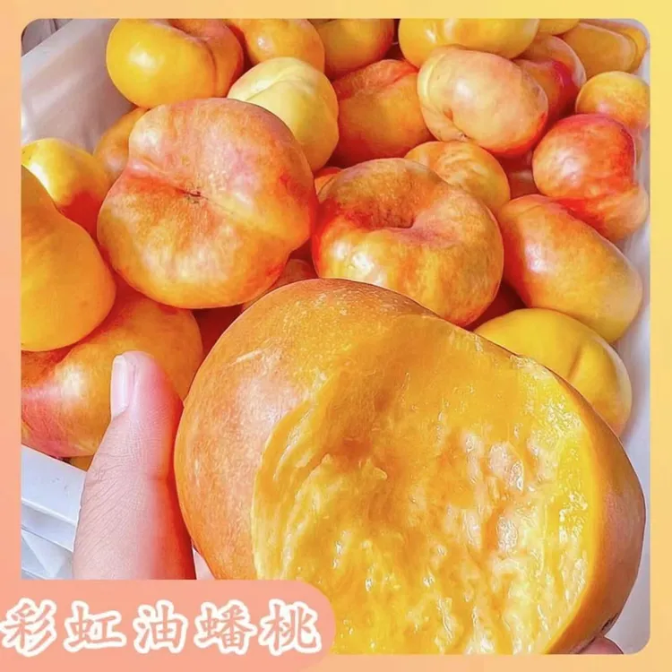【蒙阴彩虹油蟠桃】蜜桃之都蒙阴原产地发货肉厚爆甜多汁天然多种