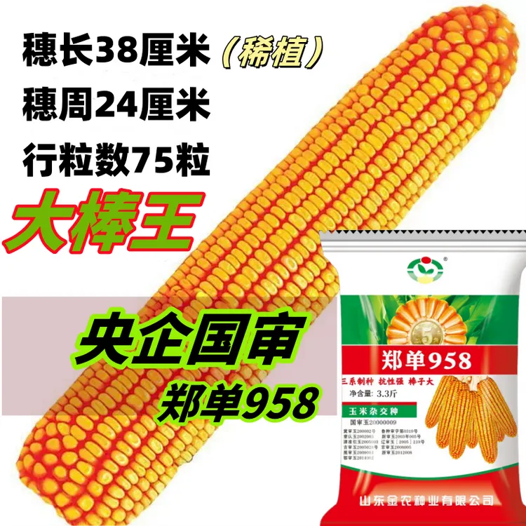 国审高产玉米种子大全郑单958矮杆大棒抗倒抗旱抗病抗虫活秆成熟