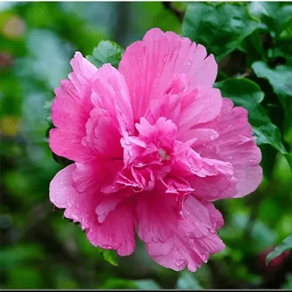 木槿树苗木槿花苗重瓣木槿 当年开花 绿化庭院植物 做篱笆墙 围栏