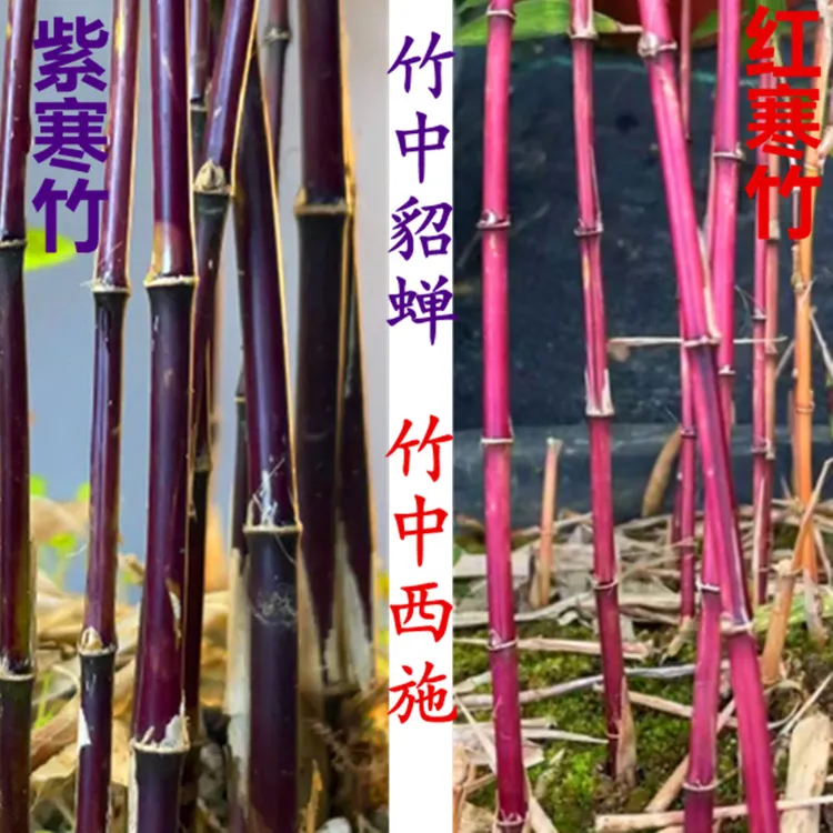 小竹子红寒竹朱竹 紫寒竹 室内绿植禅意盆栽庭院观赏竹高档绿植