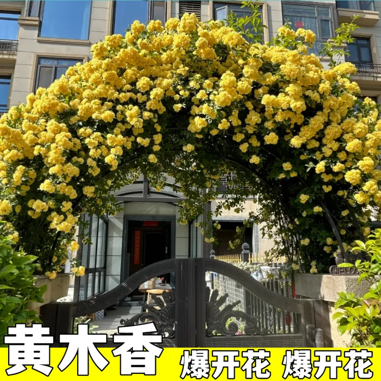【黄色 木香花】爬藤庭院花园植物多花蔷薇黄木香浓香春季夏季