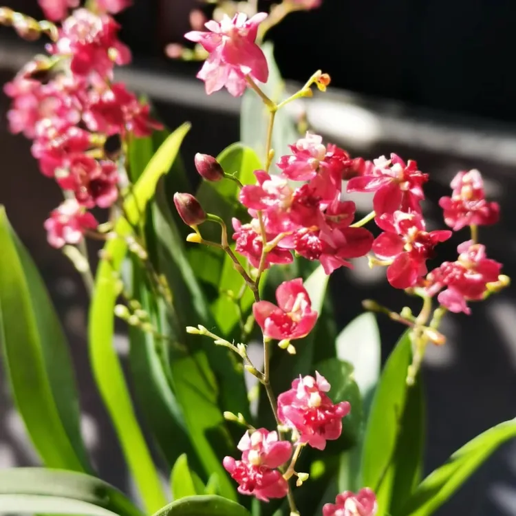 【满堂红】文心兰盆栽奶香味满屋飘香  兰薰桂馥