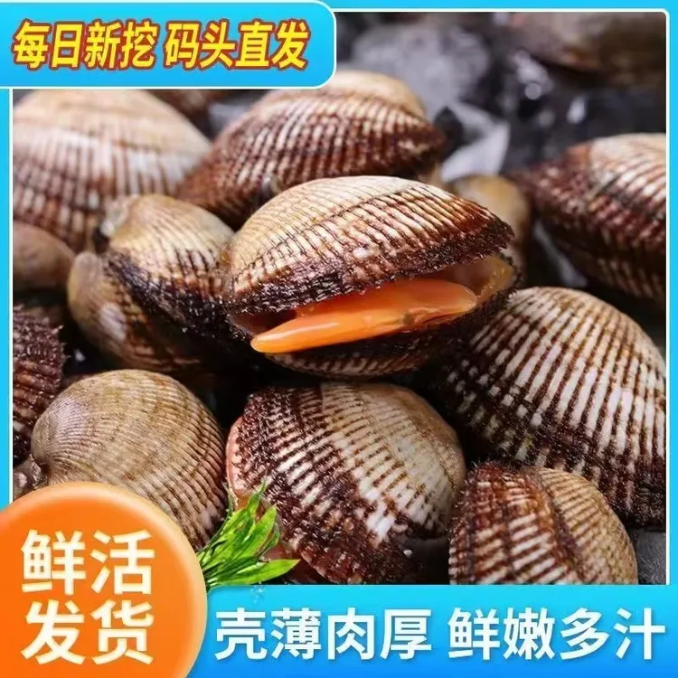 XZ【海捕毛蛤蜊】鲜活大毛钳新鲜海鲜赤贝血蛤花蛤连云港贝类水
