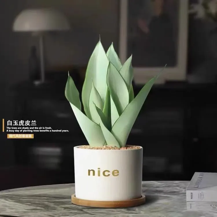 白玉虎皮兰绿植盆栽室内外绿植居家办公室摆放绿植