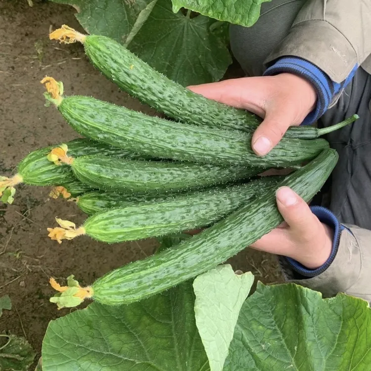 【新人福利】农家自种新鲜青条黄瓜生吃脆甜绿心5斤包邮