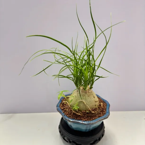 酒瓶兰盆栽象腿树创意绿植办公桌面耐旱室内花卉四季好养懒人福利