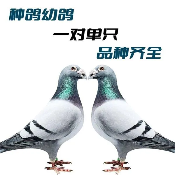詹森种鸽赛鸽双11血统鸽成绩鸽子代包邮包活包到家詹森种鸽一对