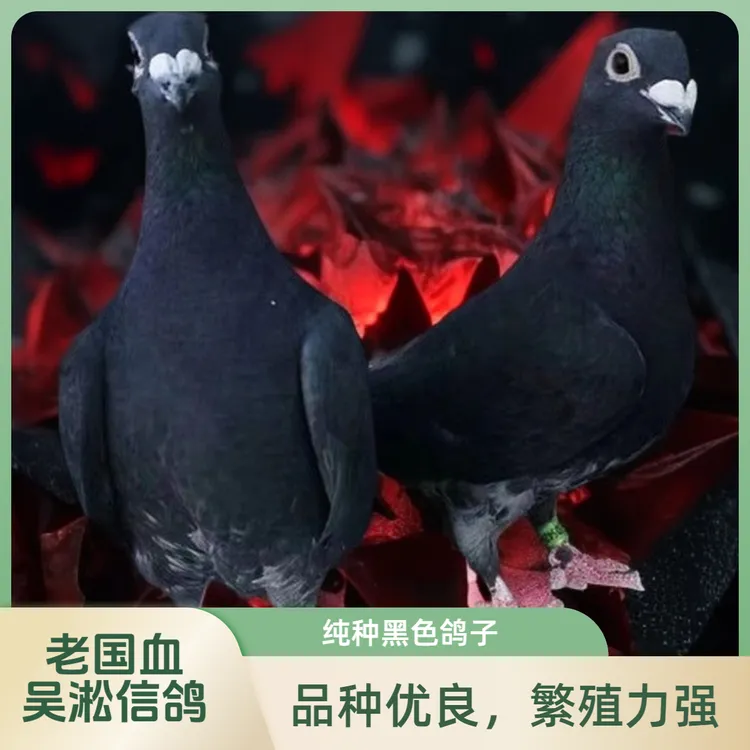 精品赛鸽纯种老国血远程千公里大鼻子信鸽吴淞信鸽黑目种鸽子幼鸽