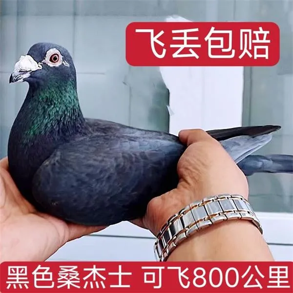 鸽子纯黑桑杰士信鸽血统鸽赛鸽全黑鸽子幼鸽种鸽健康鸽子果园