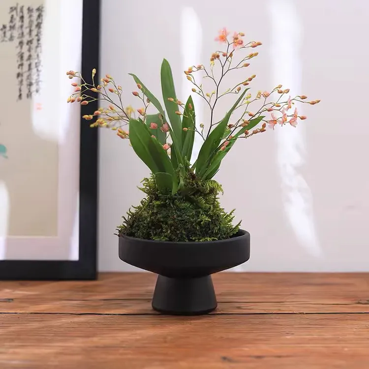 浓香水梦香兰跳舞文心兰盆栽带花苞客厅办公室内桌面年宵花卉绿植