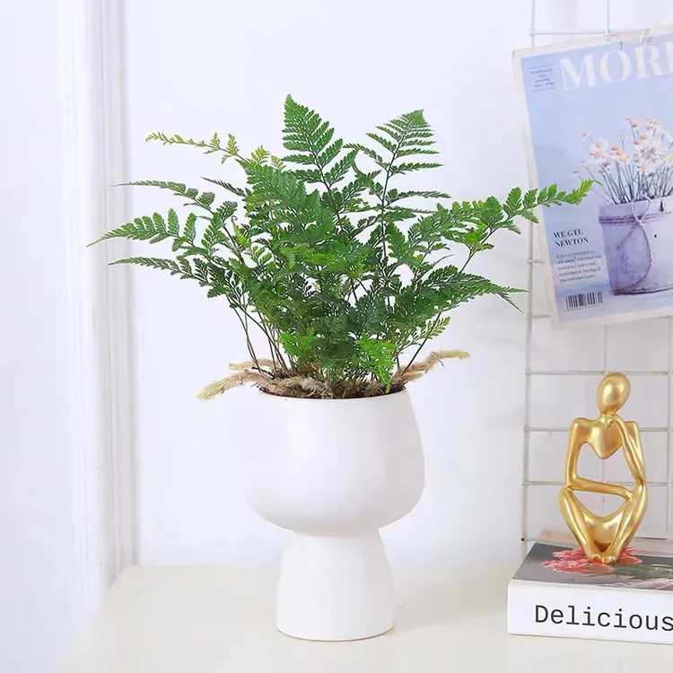 狼尾蕨盆栽兔脚蕨银线蕨室内桌面办公绿植墙微景观雨林缸耐阴寒