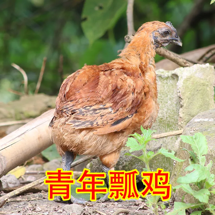 镇沅瓢鸡 青年瓢鸡到手2只 顺丰包邮 500g饲养小鸡毛脚观赏鸡