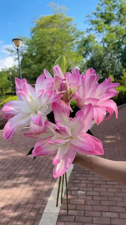 [优选]重瓣水蜜桃百合鲜切花家庭插花基地直发