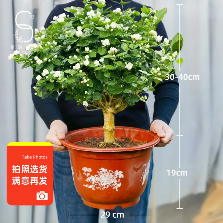 茉莉花盆栽老桩独杆矮阳台庭院盆景四季开花重瓣茉莉花苗绿植花卉