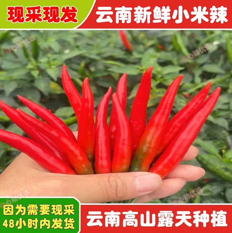 云南新鲜小米椒朝天椒红辣椒|泡辣椒酱现摘现发指天椒农家种植