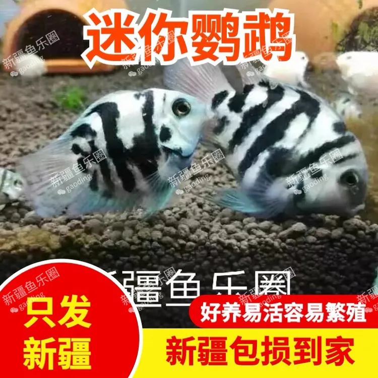 新疆观赏鱼迷你鹦鹉热带观赏鱼可混养可繁殖短鲷白金蓝宝