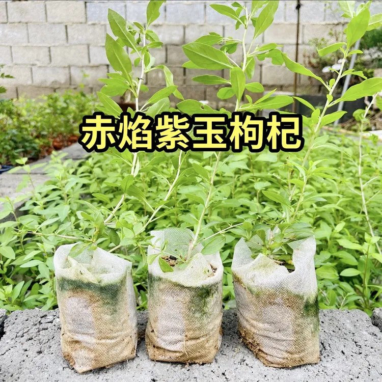 新品种赤焰紫玉枸杞盆栽盆景素材